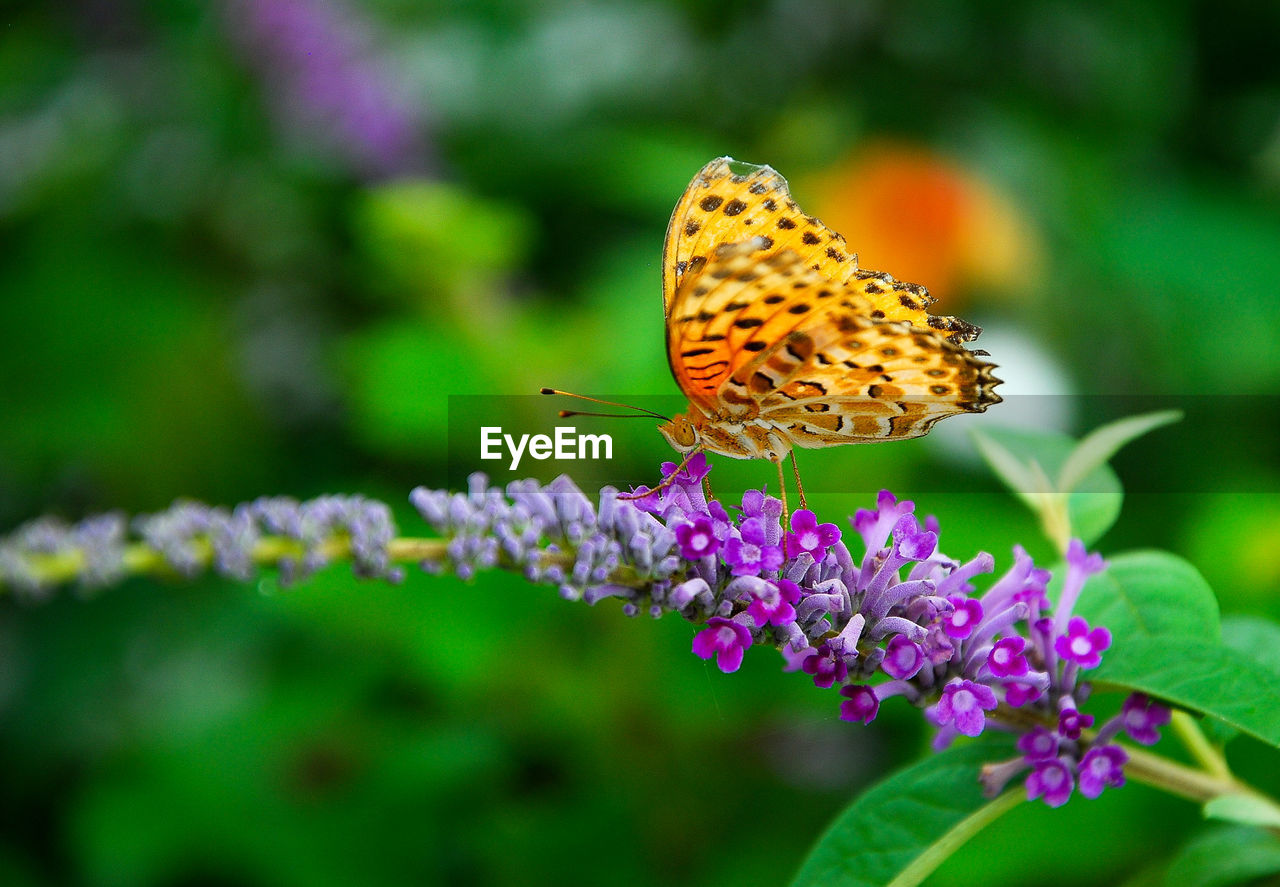 CLOSE-UP OF BUTTERFLY ON PURPLE FLOWER