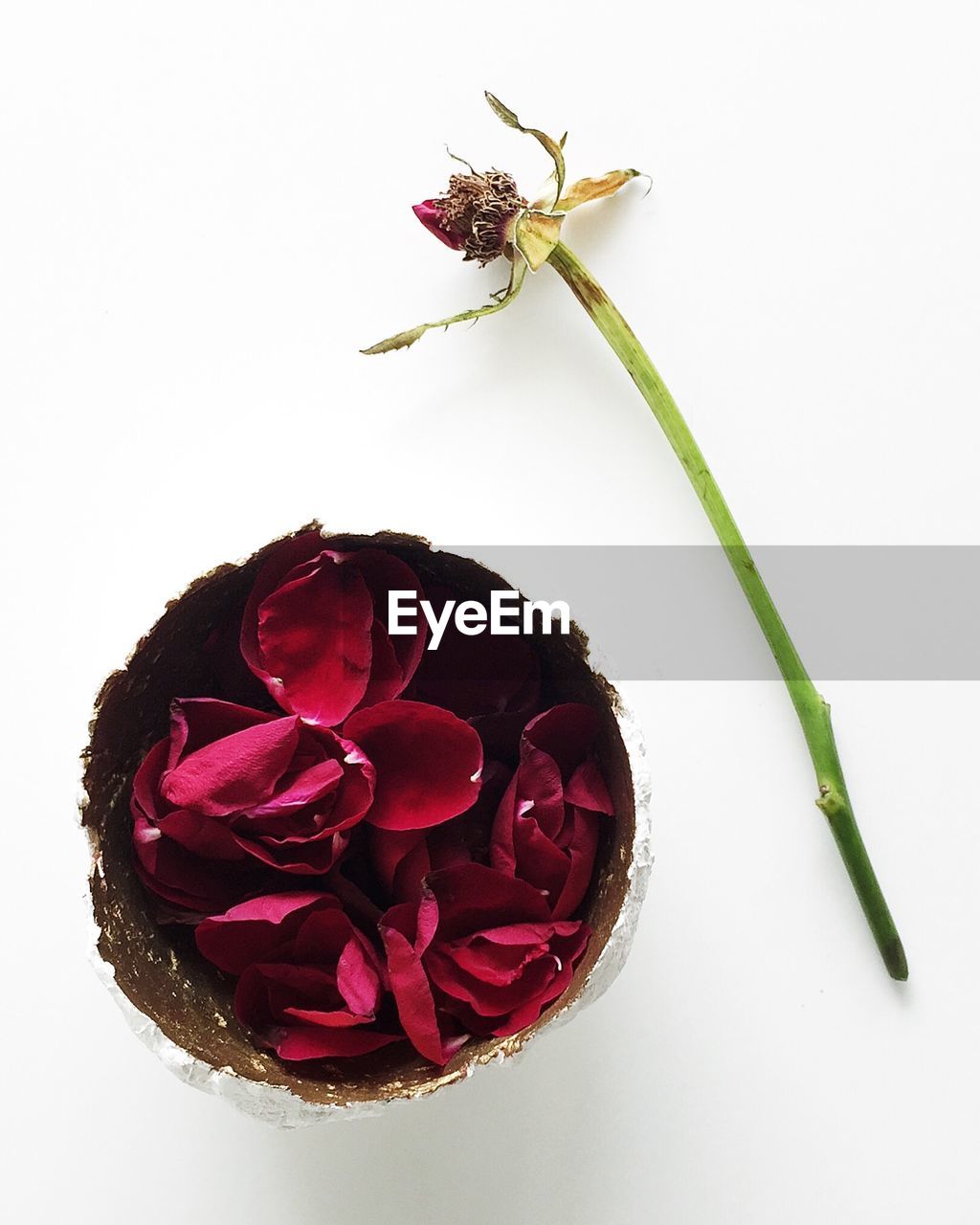 Directly above shot of rose petals in bowl by plant stem against white background