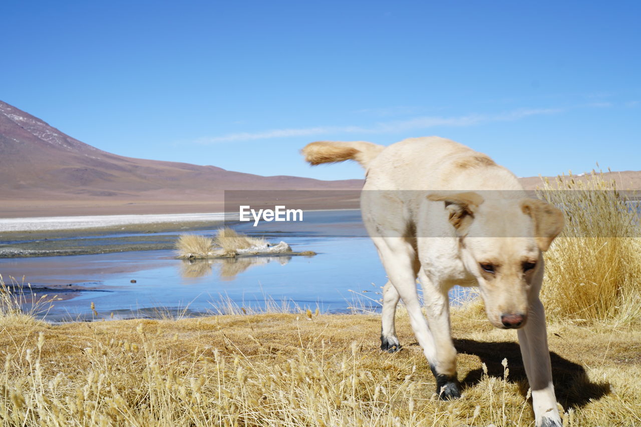 VIEW OF SHEEP ON FIELD AGAINST CLEAR SKY