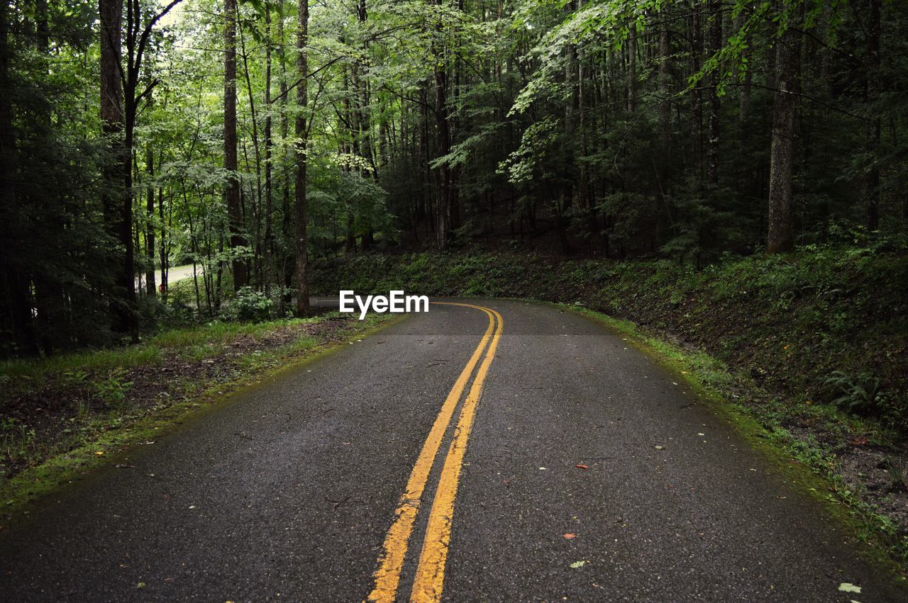 Road passing through forest