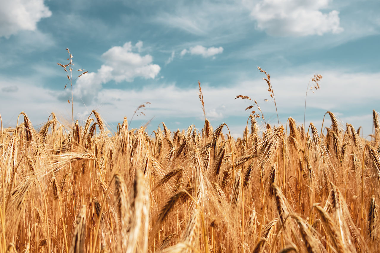 Wheat field against sky