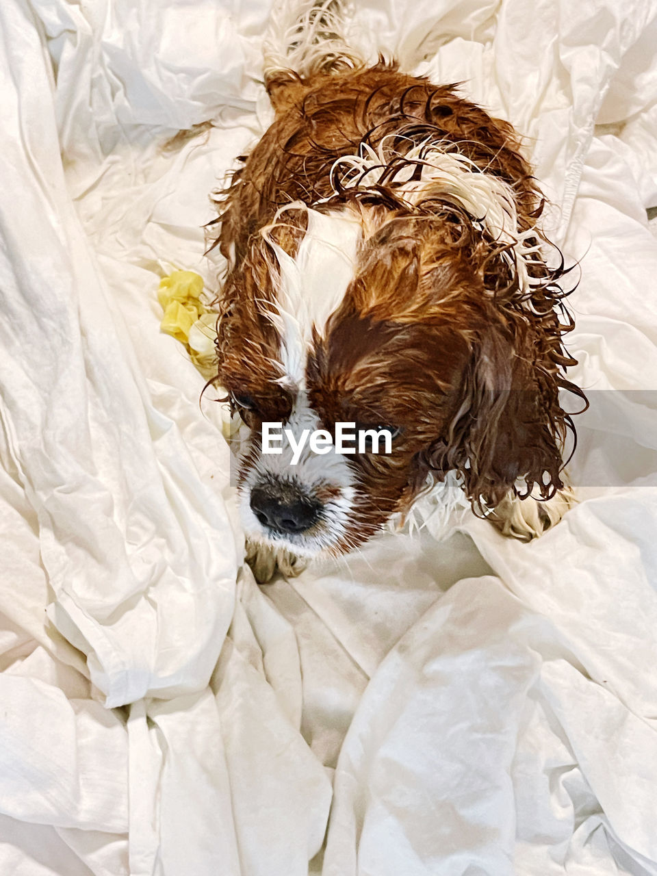 Wet dog after home bath 