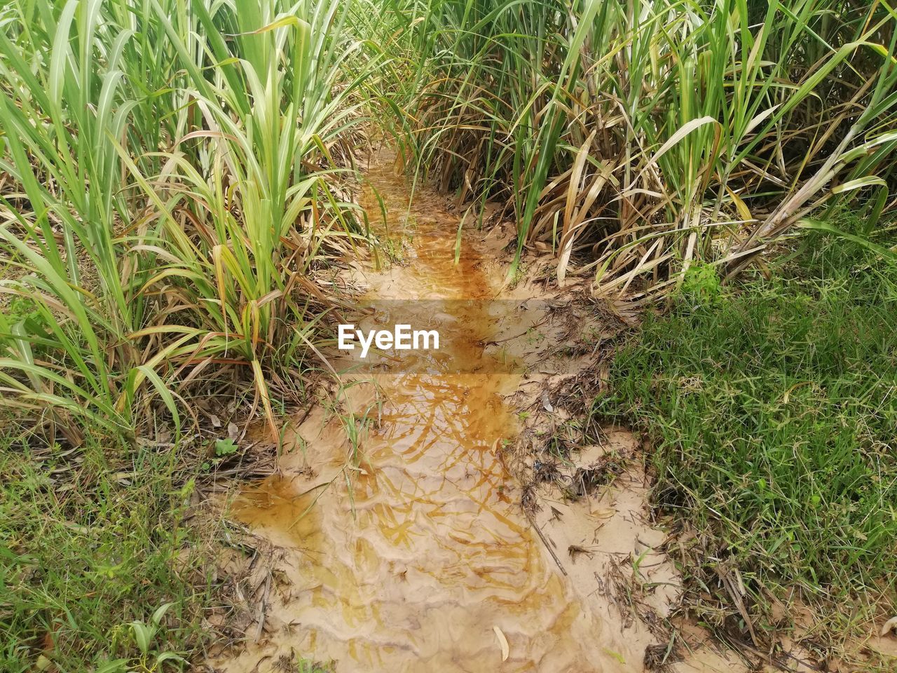 High angle view of grass growing on field