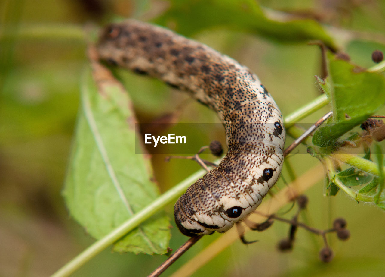 CLOSE-UP OF AN INSECT