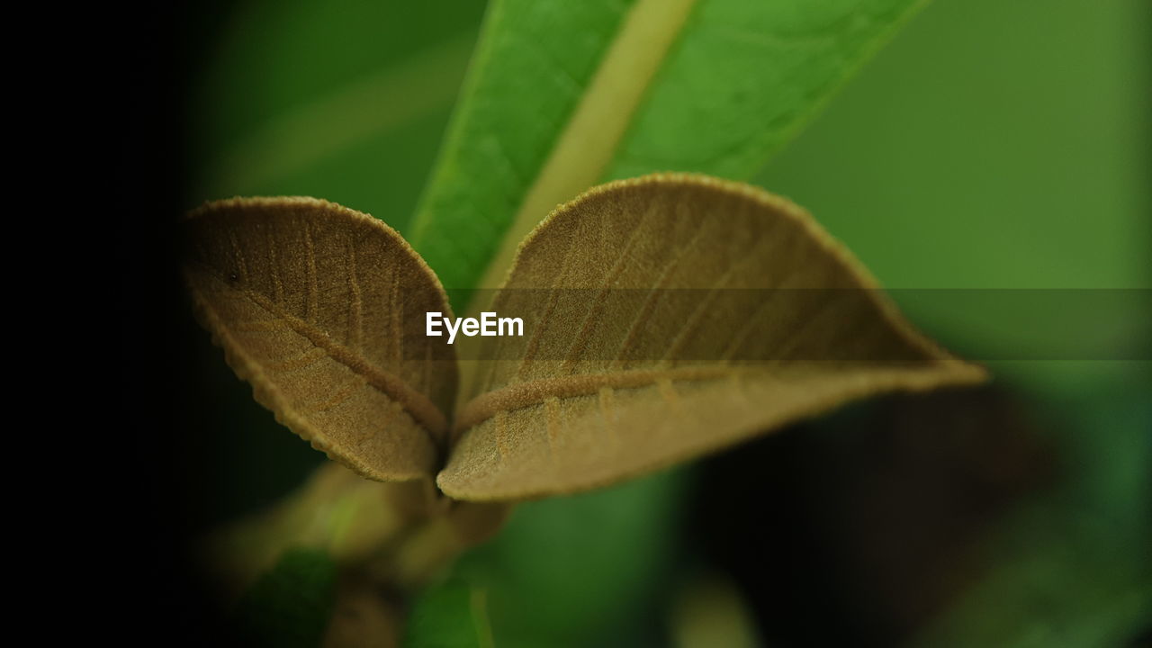 green, nature, leaf, plant part, macro photography, close-up, plant, yellow, flower, plant stem, no people, beauty in nature, petal, sunlight, growth, branch, grass, outdoors, focus on foreground, selective focus, tree, freshness, day, fragility