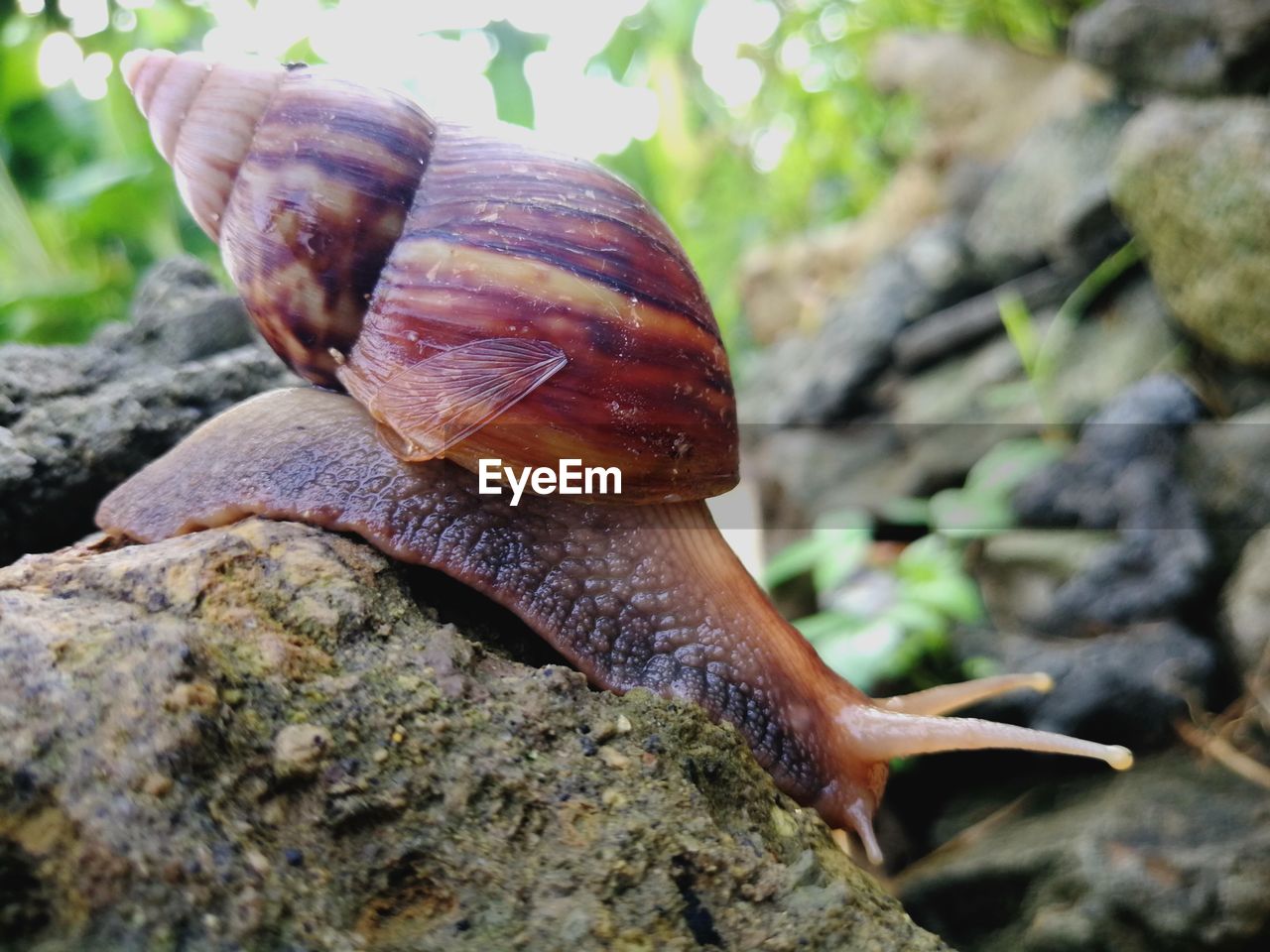 Close-up of snail