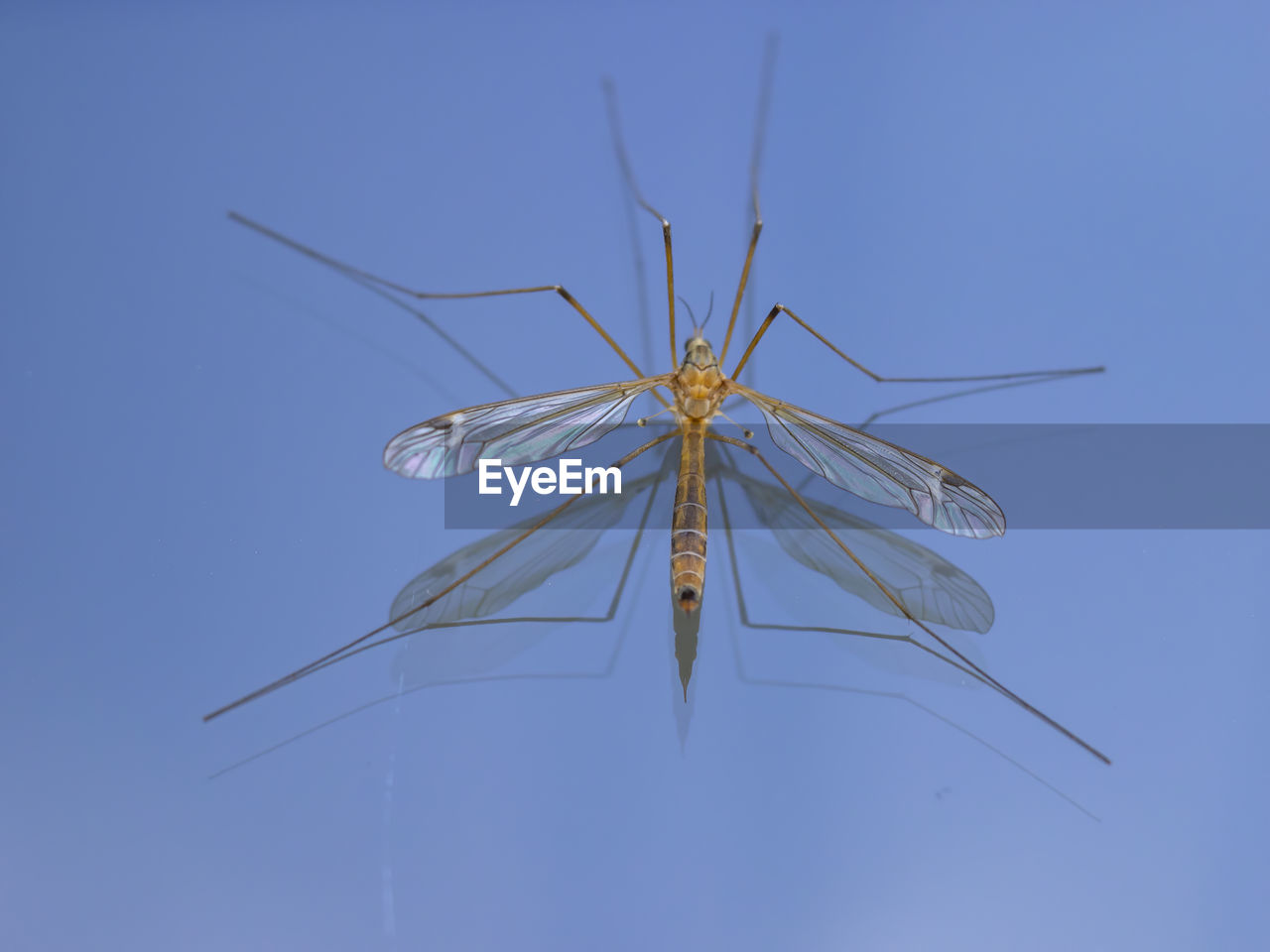 Blood sucker mosquito macro