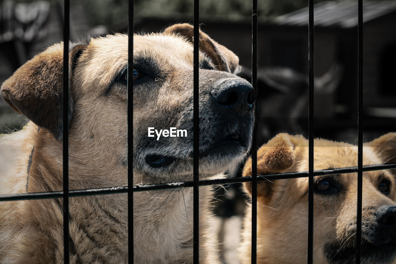 Dog in animal shelter waiting for adoption. portrait of red homeless dog in animal shelter cage.