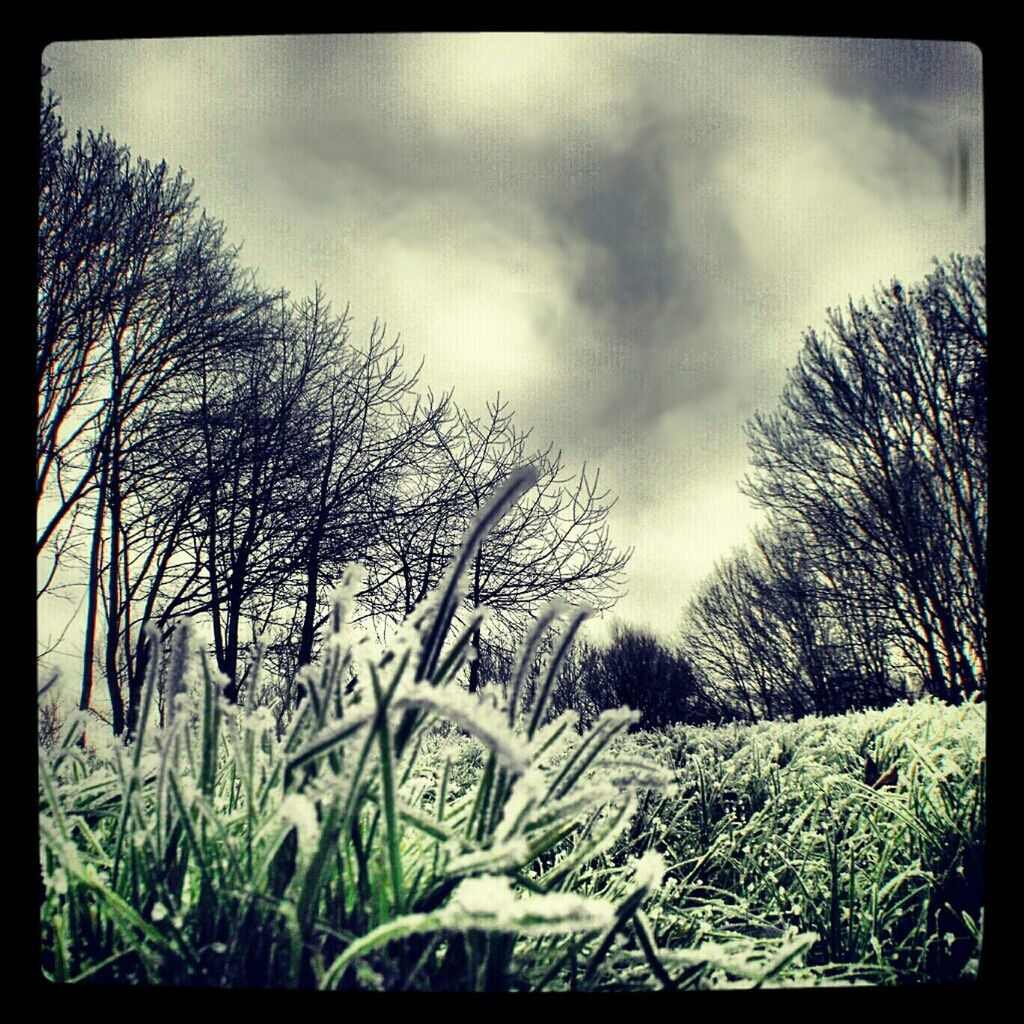 TREES ON FIELD AGAINST CLOUDY SKY