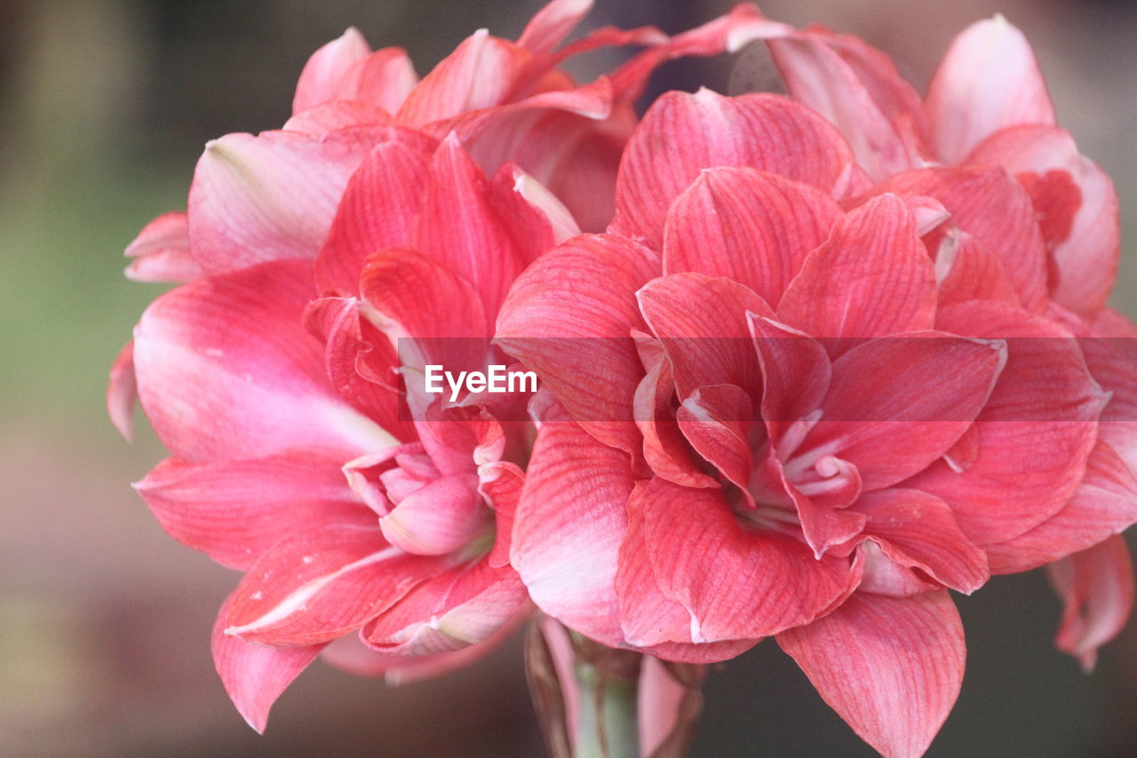 Close-up of pink flower