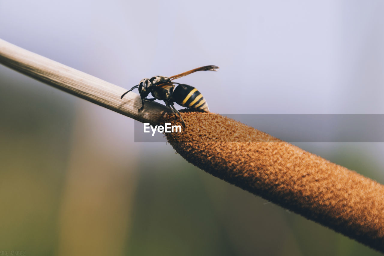 Close-up of bee on stem