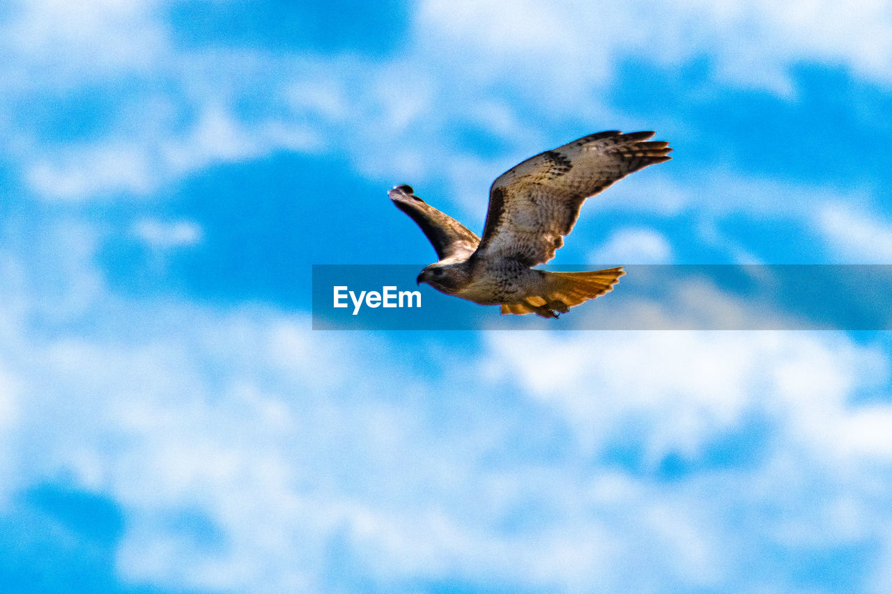 Red tailed hawk in flight. 