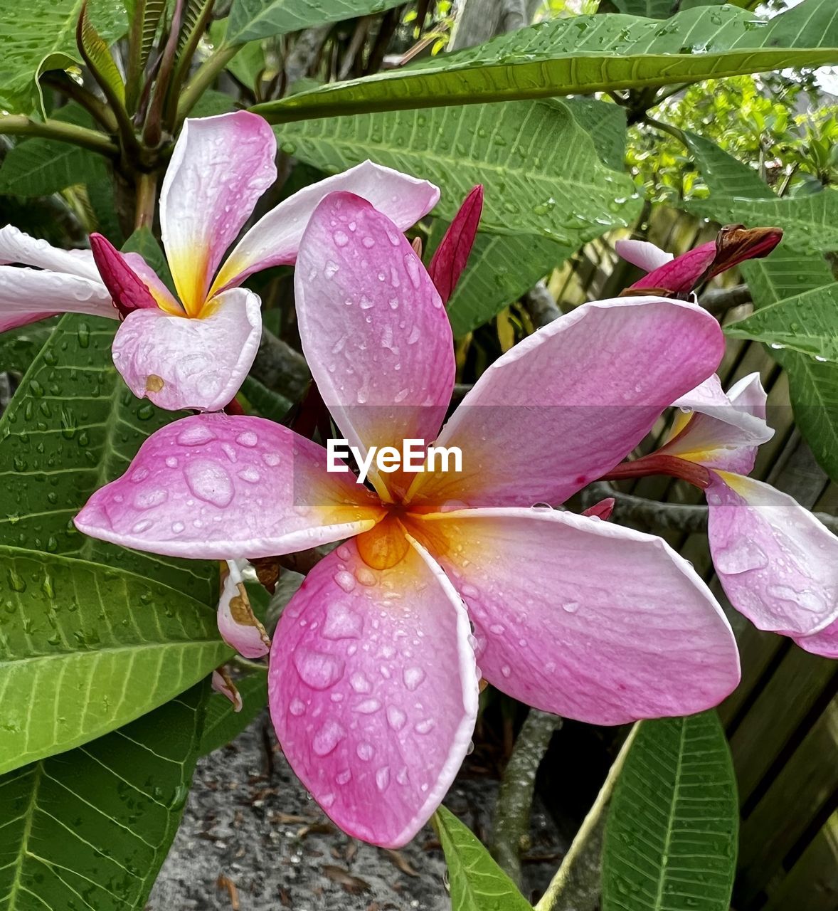 plant, flower, flowering plant, leaf, beauty in nature, freshness, plant part, growth, petal, fragility, close-up, nature, drop, inflorescence, flower head, water, pink, wet, frangipani, no people, day, outdoors, pollen, botany, rain, blossom, green