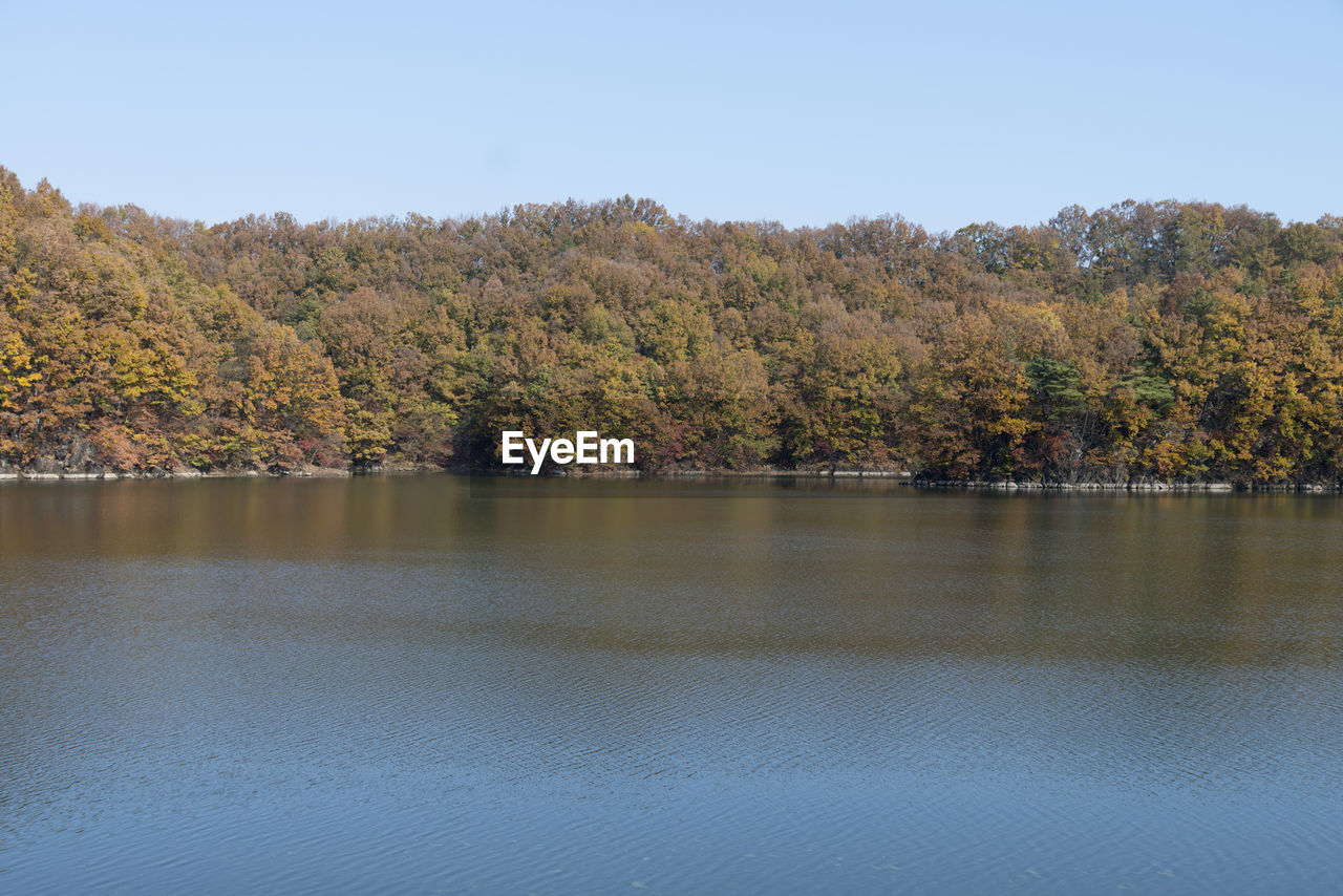 Scenic view of lake by forest against clear sky