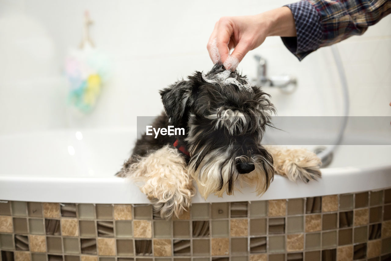 The schnauzer dog is standing in the bathroom with foam on his head