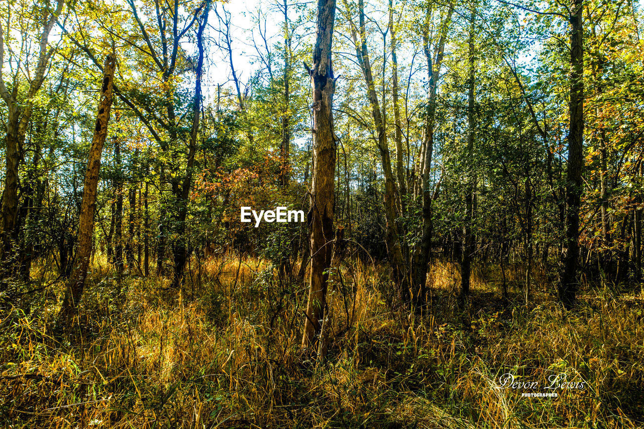 TREES ON LANDSCAPE