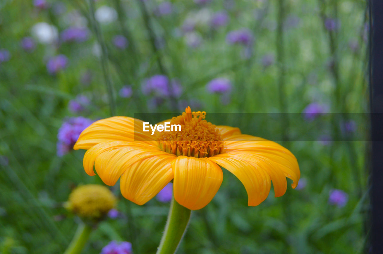 CLOSE-UP OF YELLOW FLOWERING PLANTS