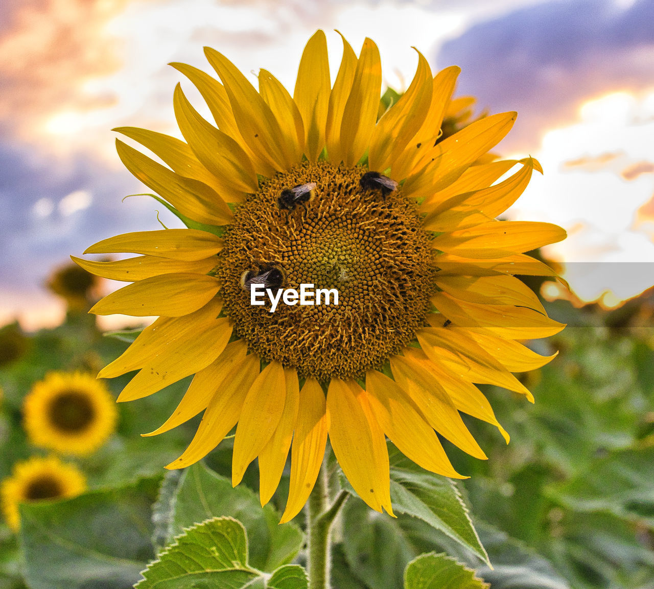 sunflower, flower, flowering plant, plant, flower head, beauty in nature, freshness, yellow, sky, nature, cloud, petal, field, growth, inflorescence, landscape, rural scene, sunflower seed, close-up, asterales, fragility, animal wildlife, animal themes, pollen, macro photography, animal, no people, insect, land, environment, summer, plant part, agriculture, leaf, sunlight, outdoors, one animal, springtime, focus on foreground, seed, vibrant color, macro, wildflower, day, blossom, crop, botany, farm, sunset, wildlife, vegetarian food, bee, travel destinations