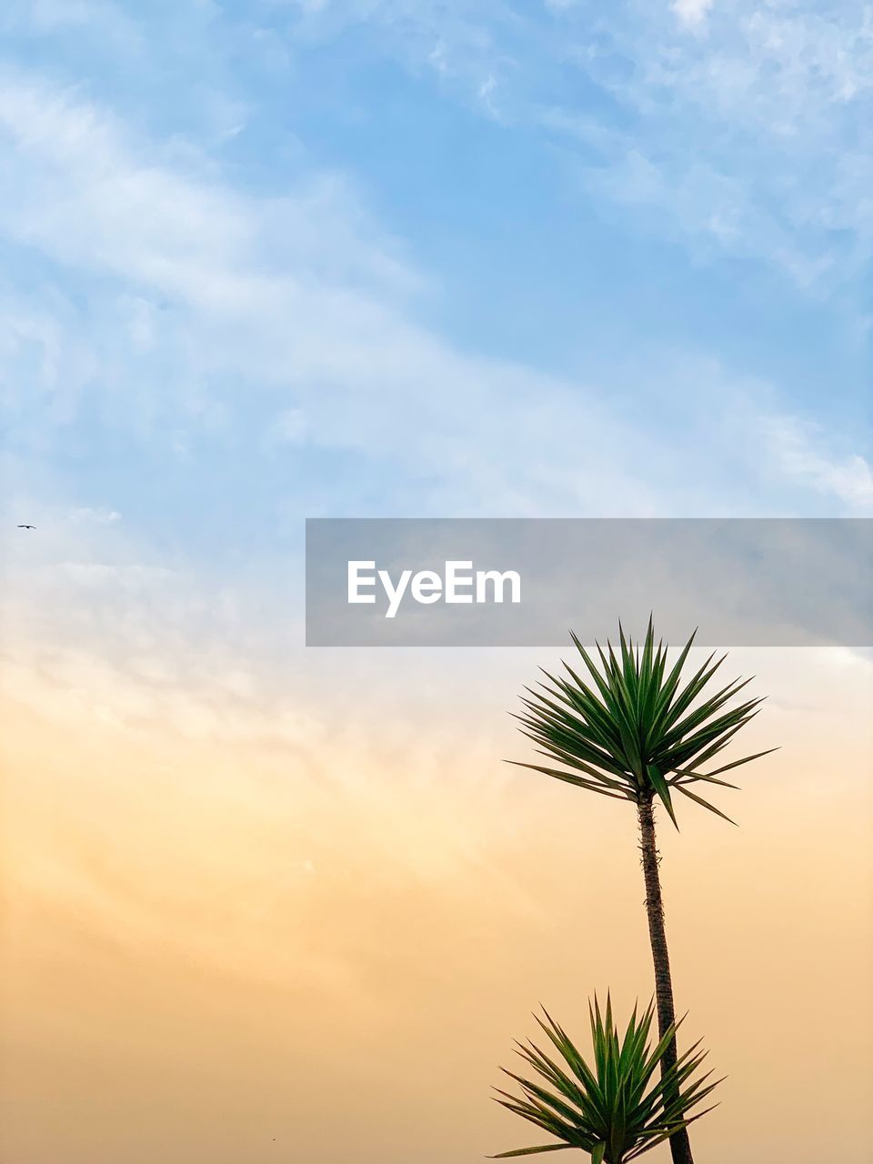 LOW ANGLE VIEW OF SILHOUETTE PALM TREE AGAINST SKY