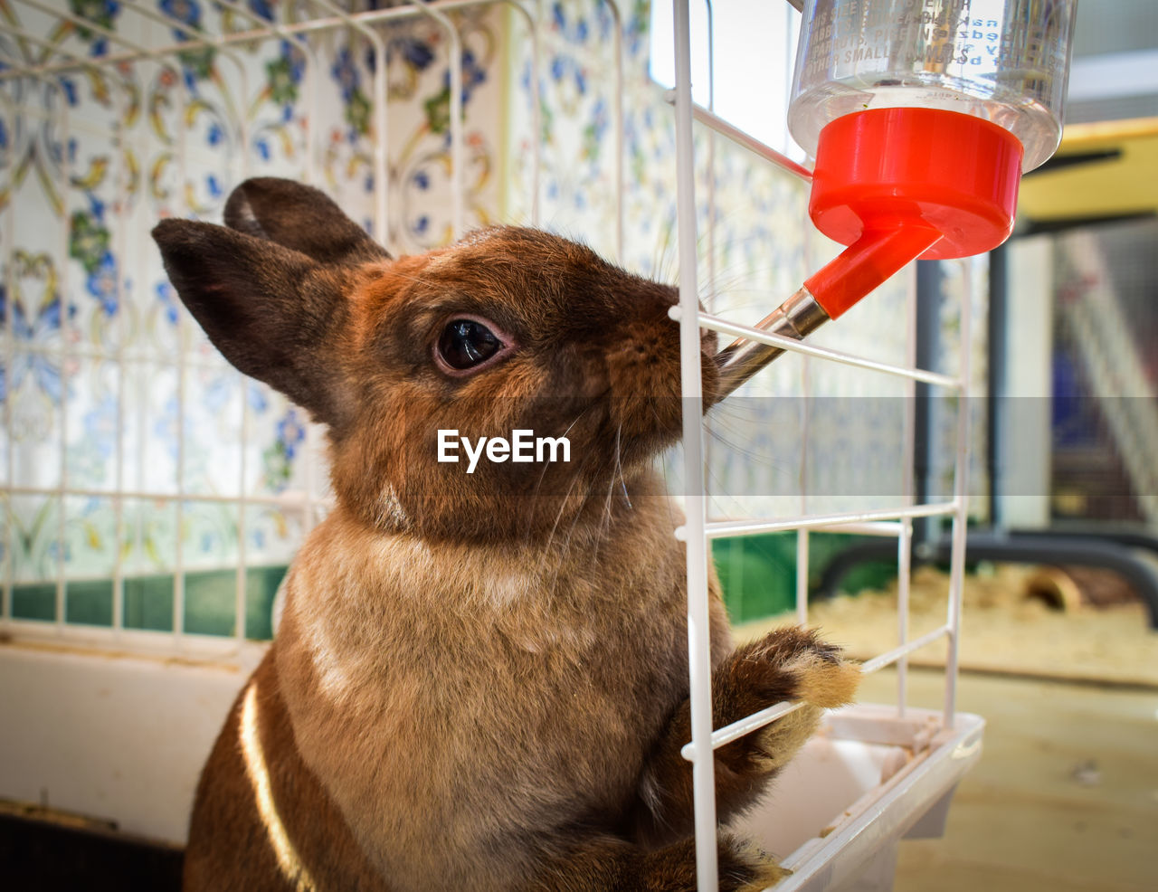 Close-up of rabbit drinking water in cage