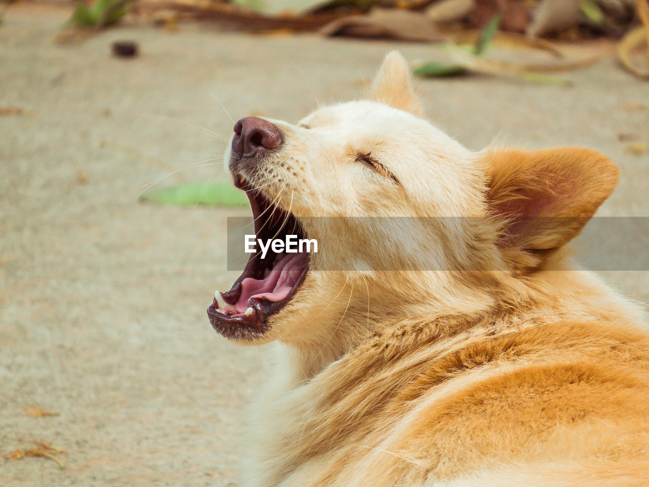 Close-up of a cat yawning