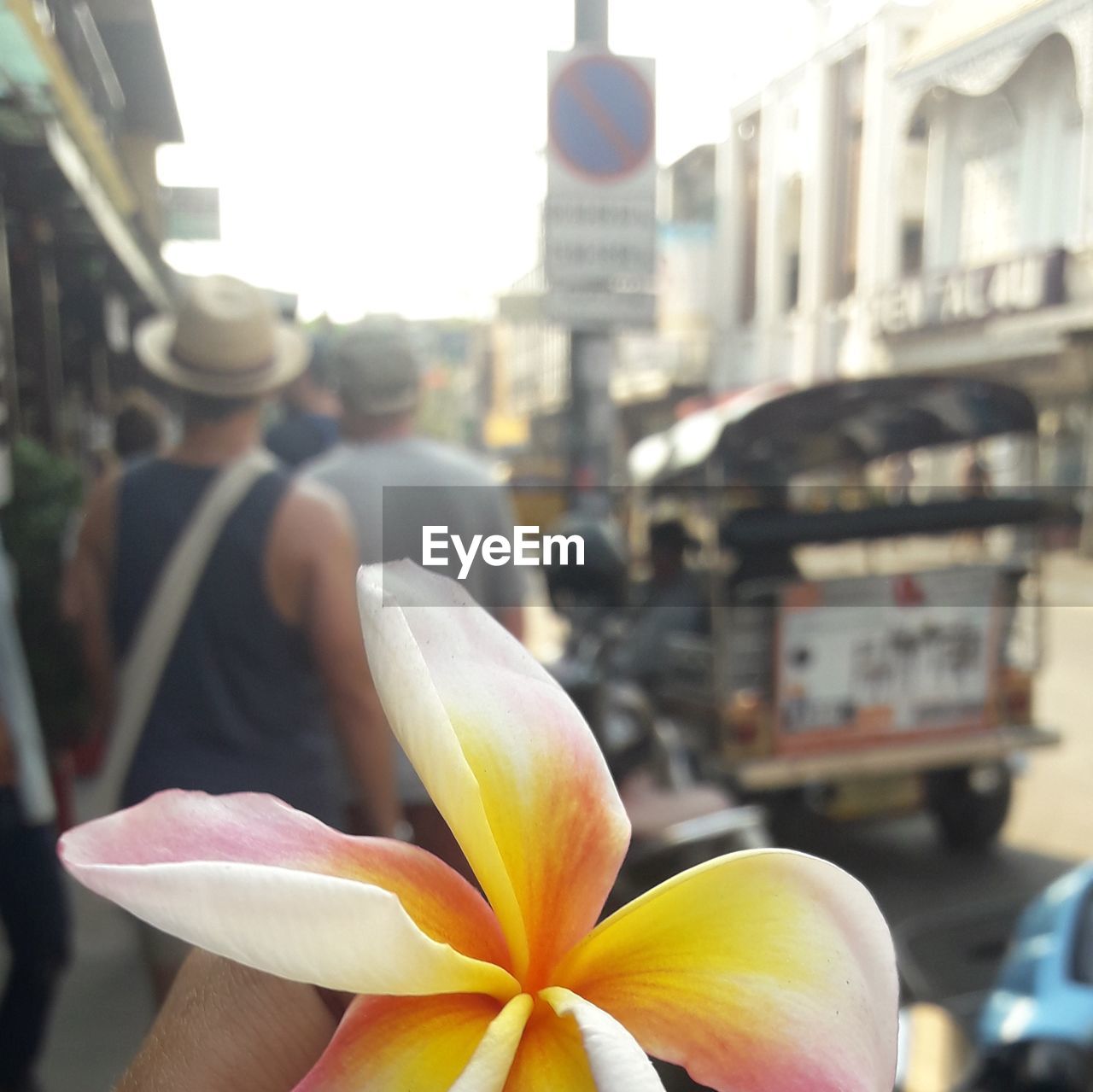 CLOSE-UP OF FLOWER AGAINST CITY IN BACKGROUND