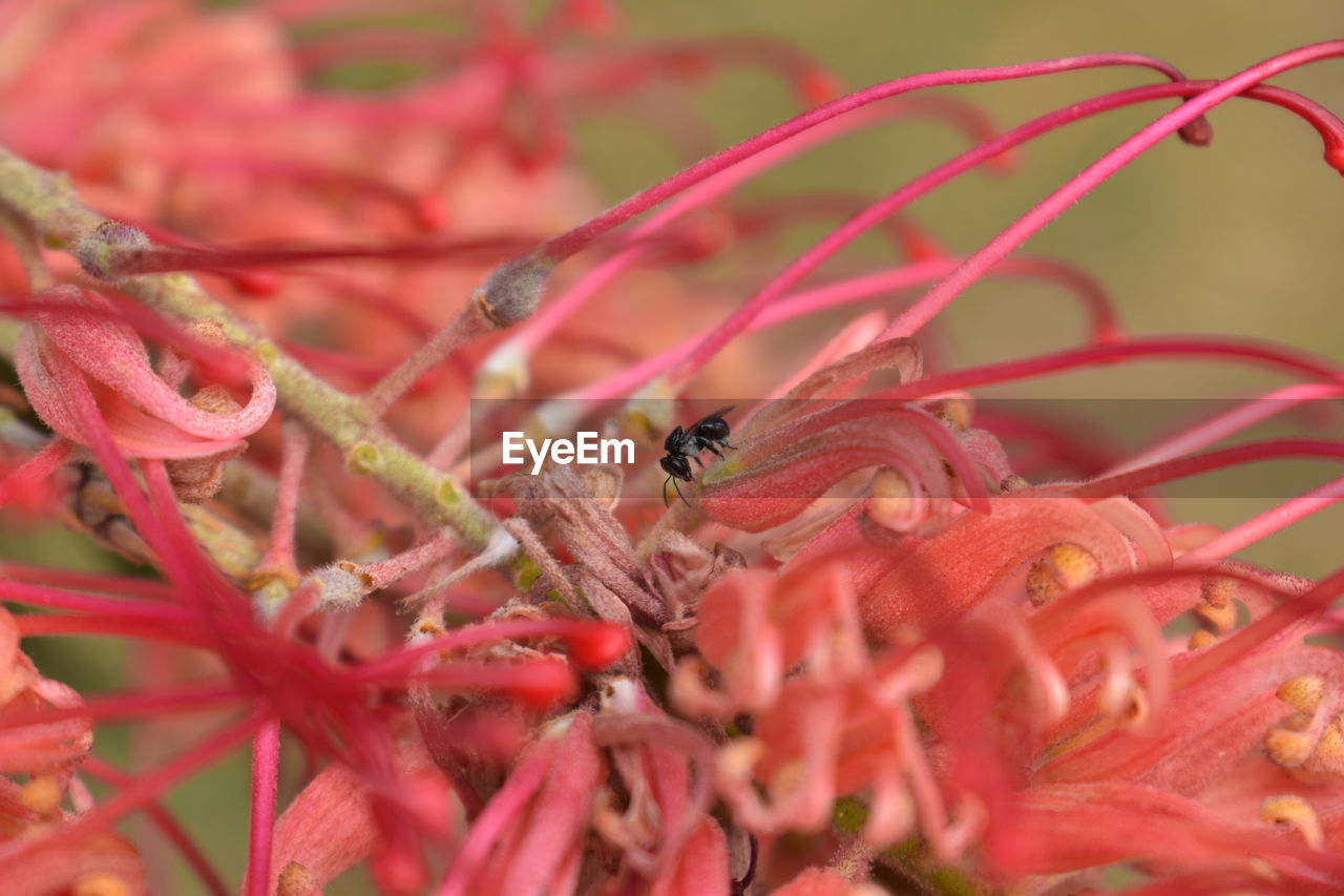 CLOSE-UP OF BEE POLLINATING ON FLOWER