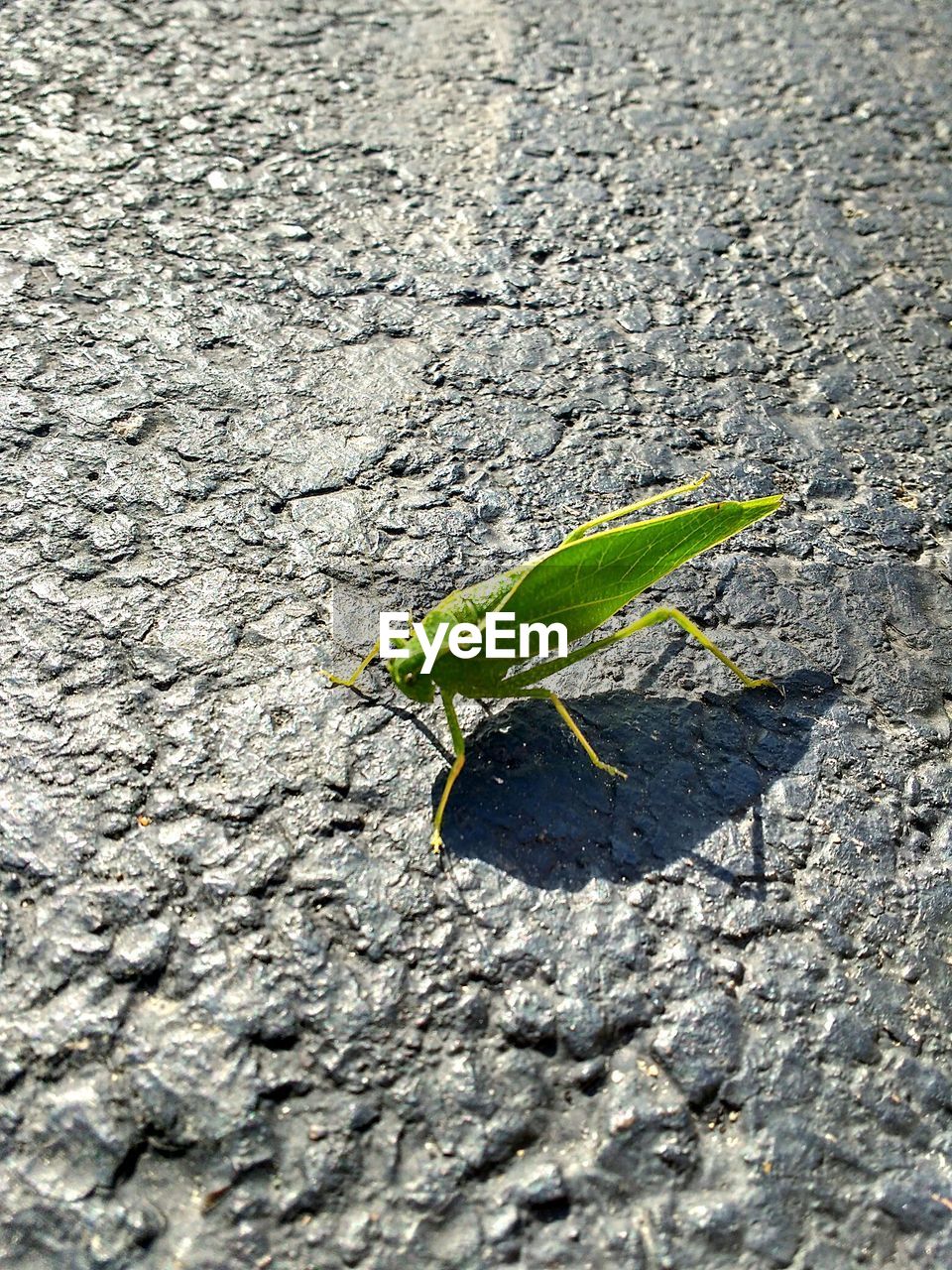 CLOSE-UP OF GRASSHOPPER