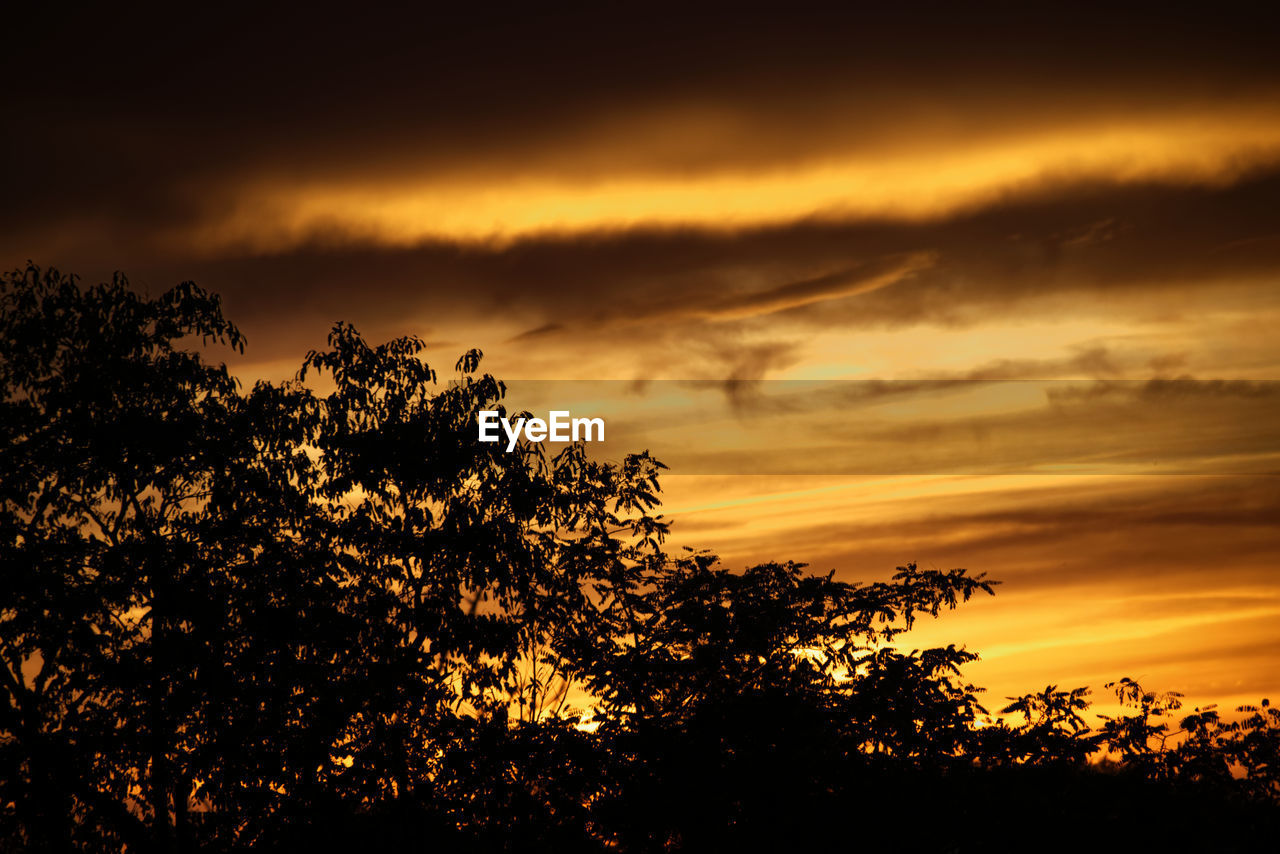 LOW ANGLE VIEW OF SILHOUETTE TREES AGAINST ROMANTIC SKY