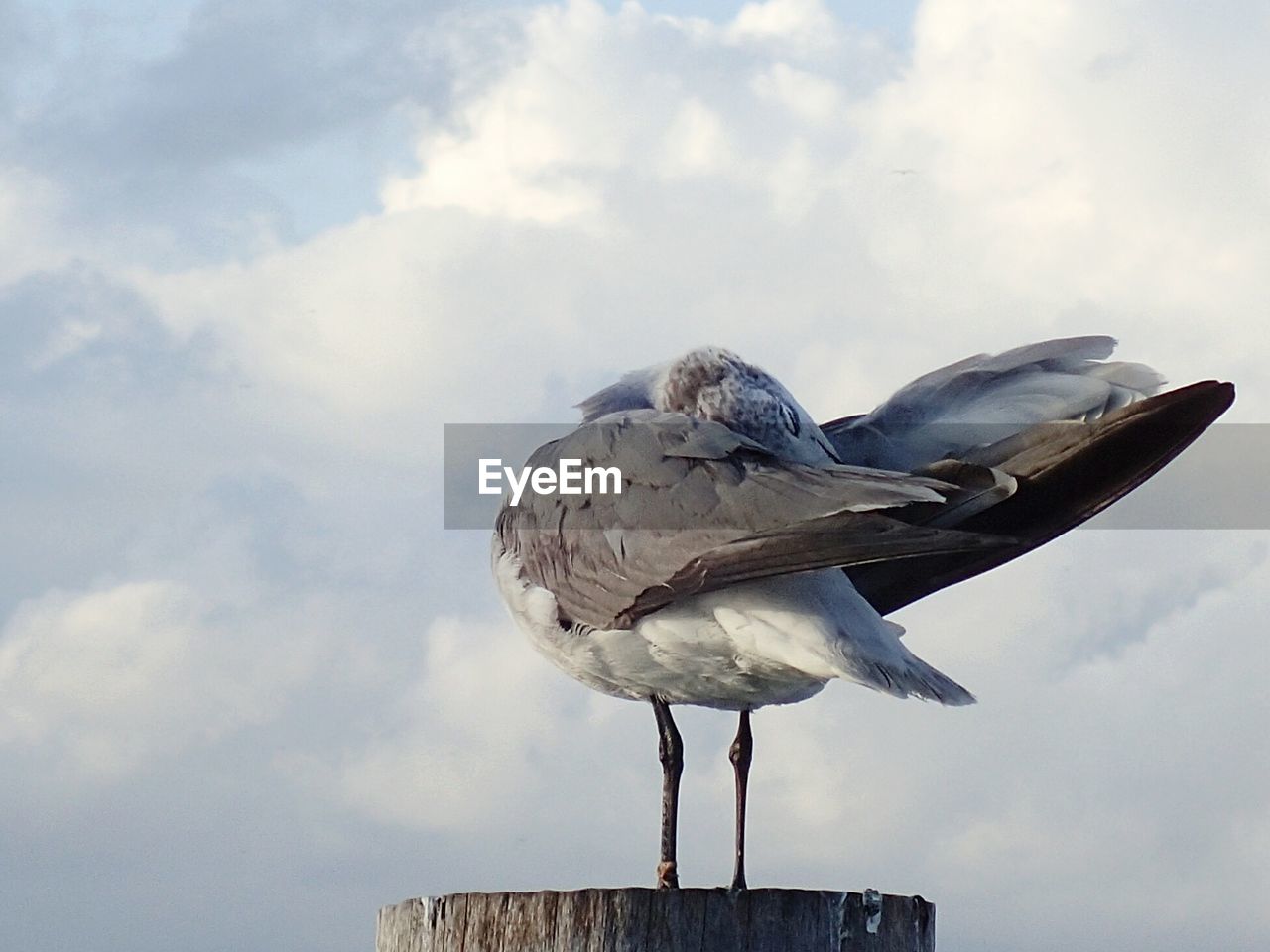 SEAGULL PERCHING ON ROCK AGAINST SKY