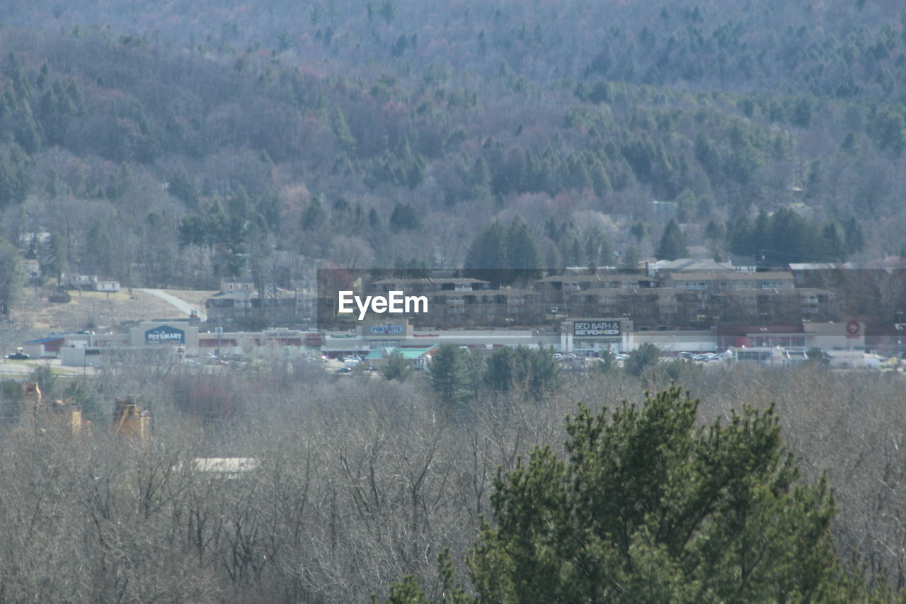 VIEW OF TREES ON MOUNTAIN