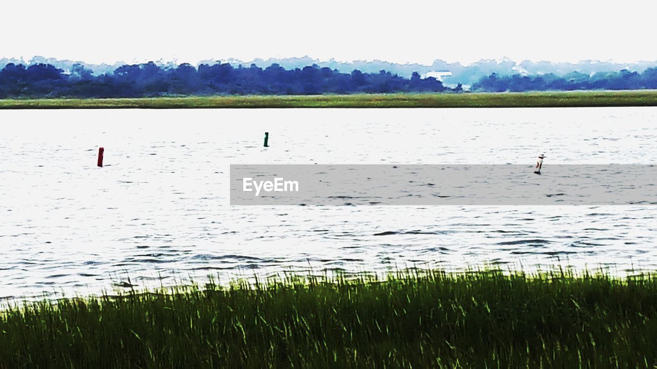 FLOCK OF BIRDS ON GRASS BY WATER