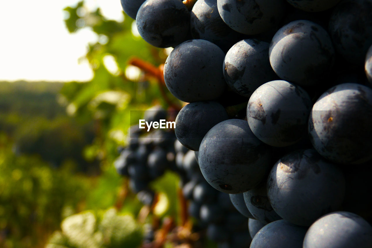 Close-up of grapes