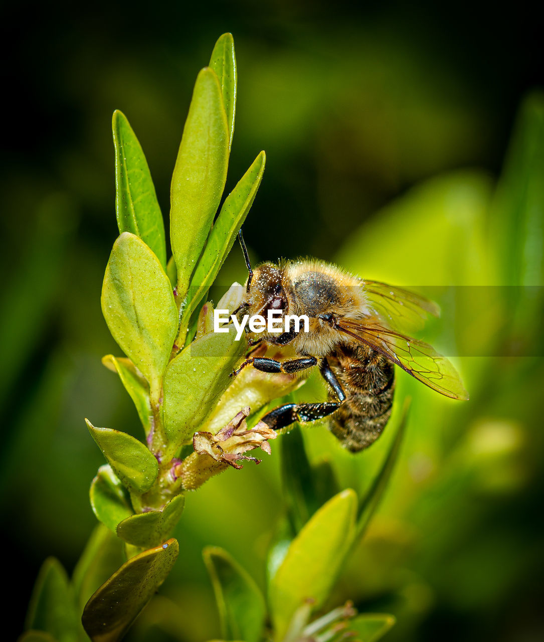 CLOSE-UP OF BEE ON A PLANT