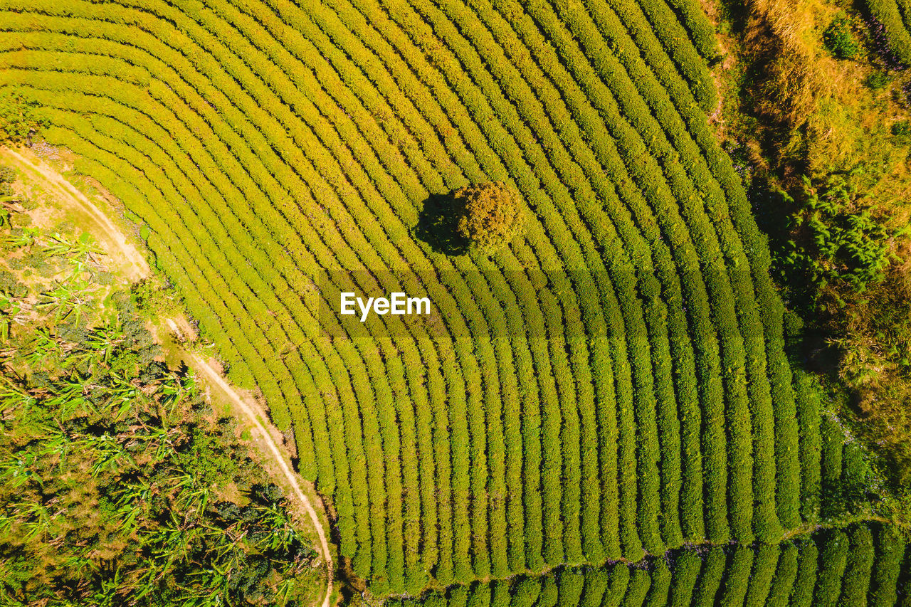 full frame shot of green leaves