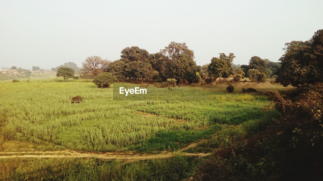 Scenic view of agricultural field against clear sky