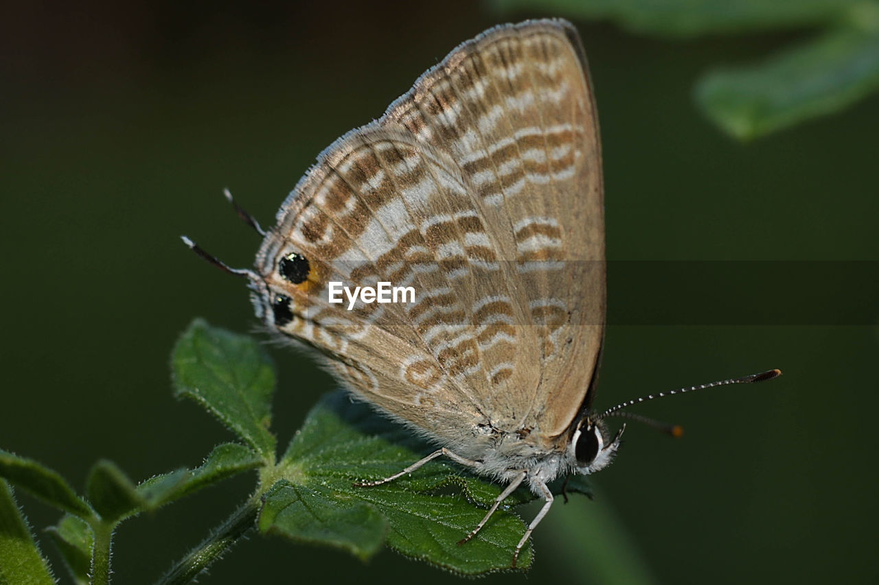 CLOSE-UP OF BUTTERFLY ON PLANT