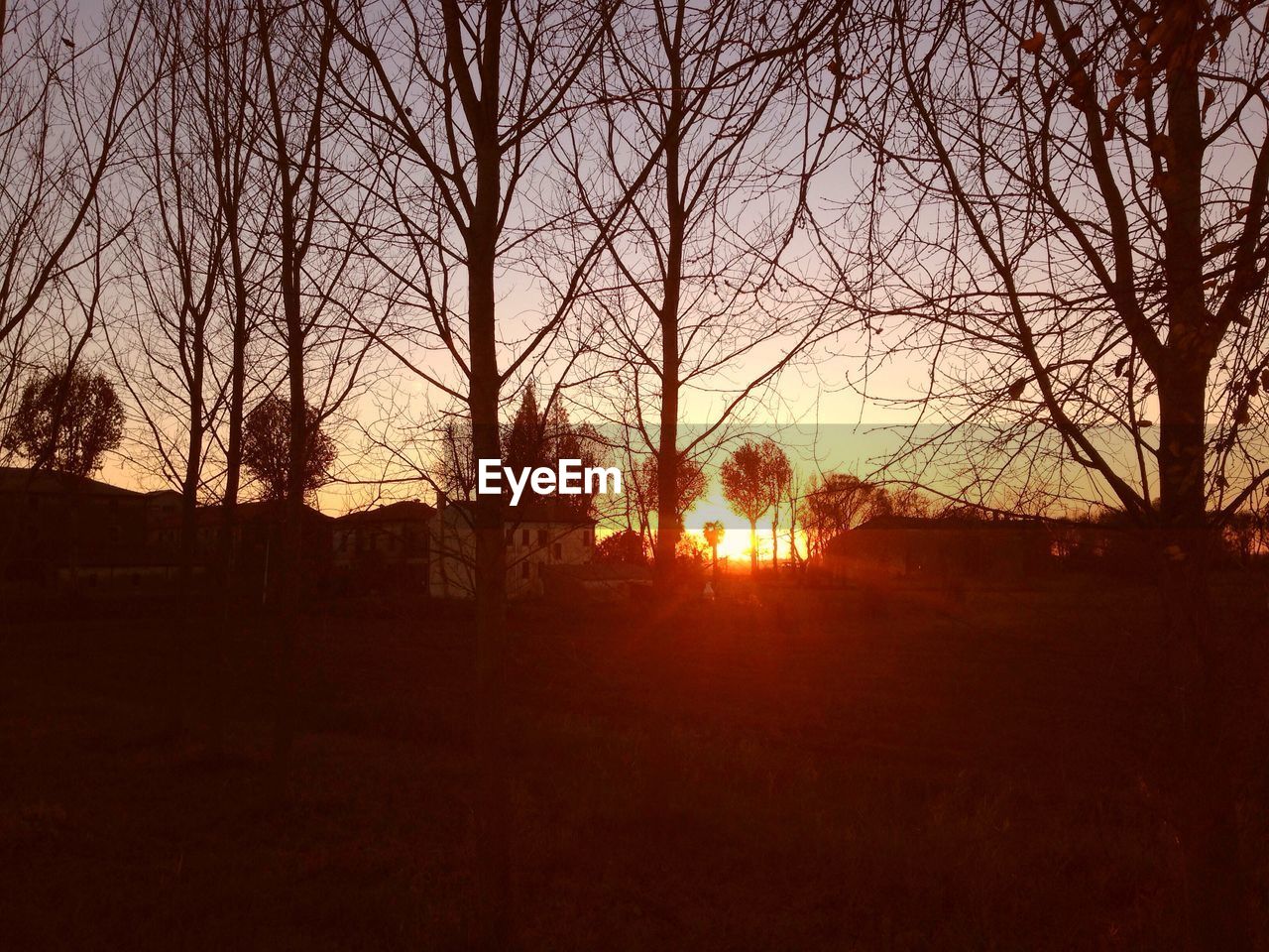 Silhouette of trees at sunset