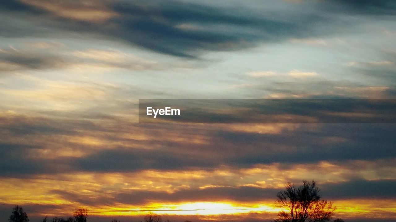 SILHOUETTE OF TREES AT SUNSET