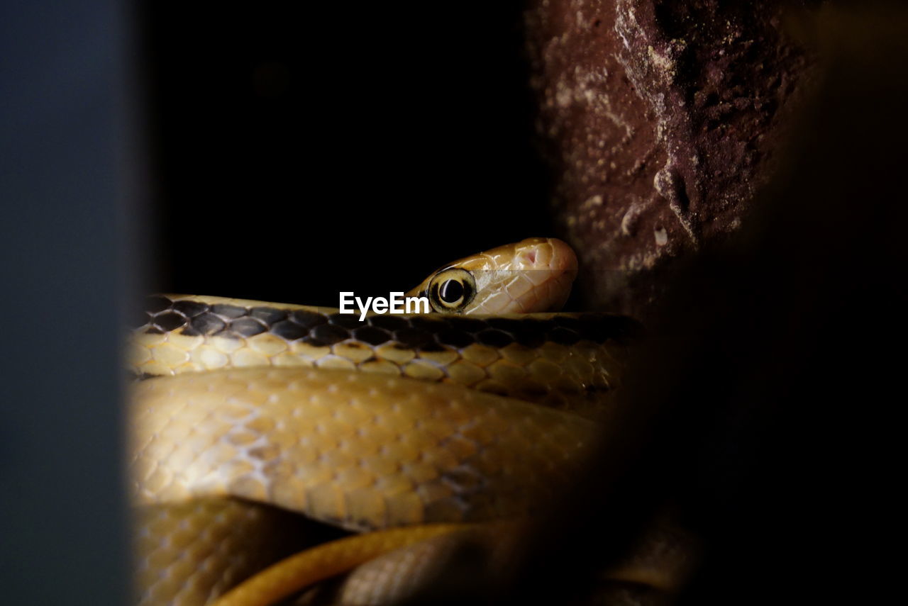 Close-up of copperhead rat snake