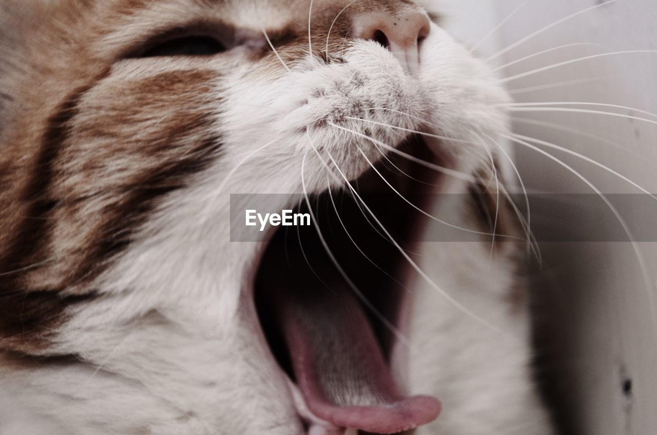 Close-up of cat yawning