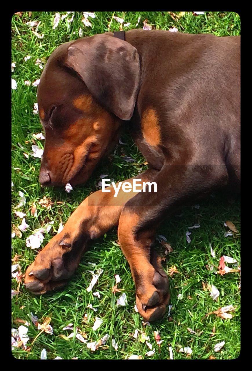 High angle view of brown dog relaxing on field