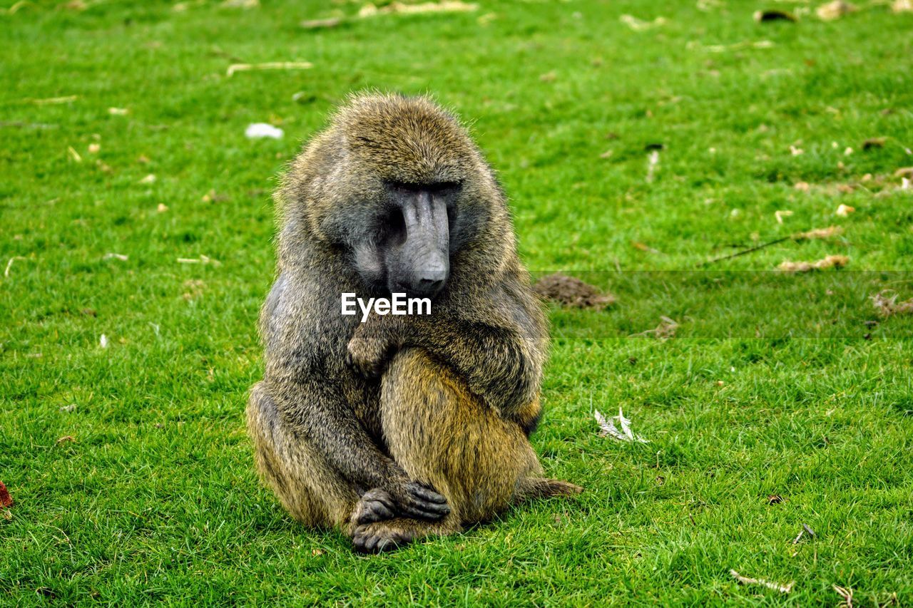 animal, animal themes, animal wildlife, grass, wildlife, mammal, primate, monkey, plant, green, one animal, nature, sitting, no people, old world monkey, day, relaxation, land, ape, macaque, full length, outdoors, field