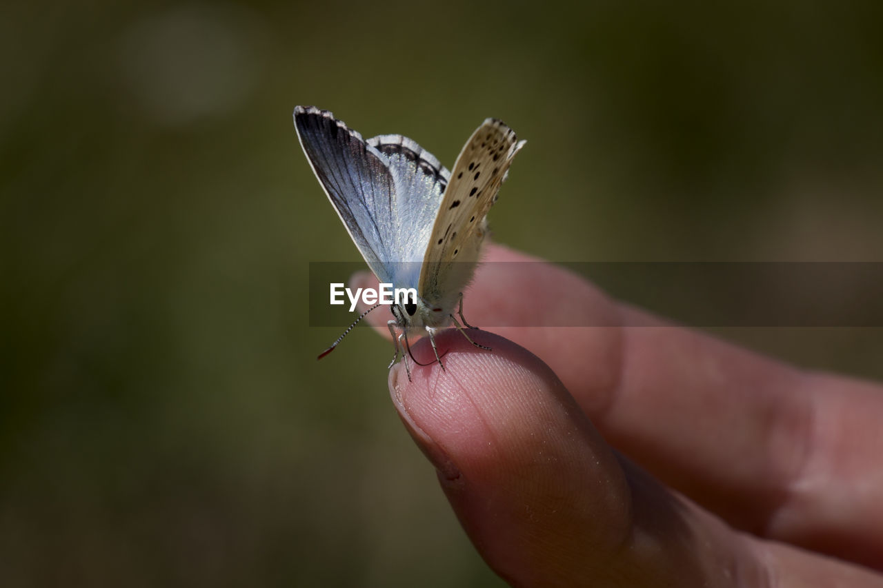 Close-up of butterfly on hand