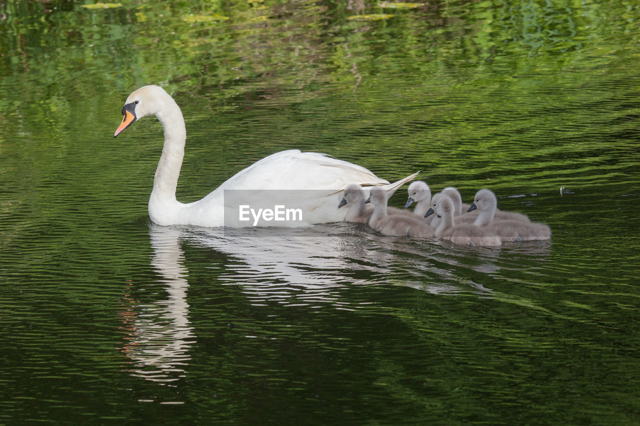 Mute swan with cygnets in pond