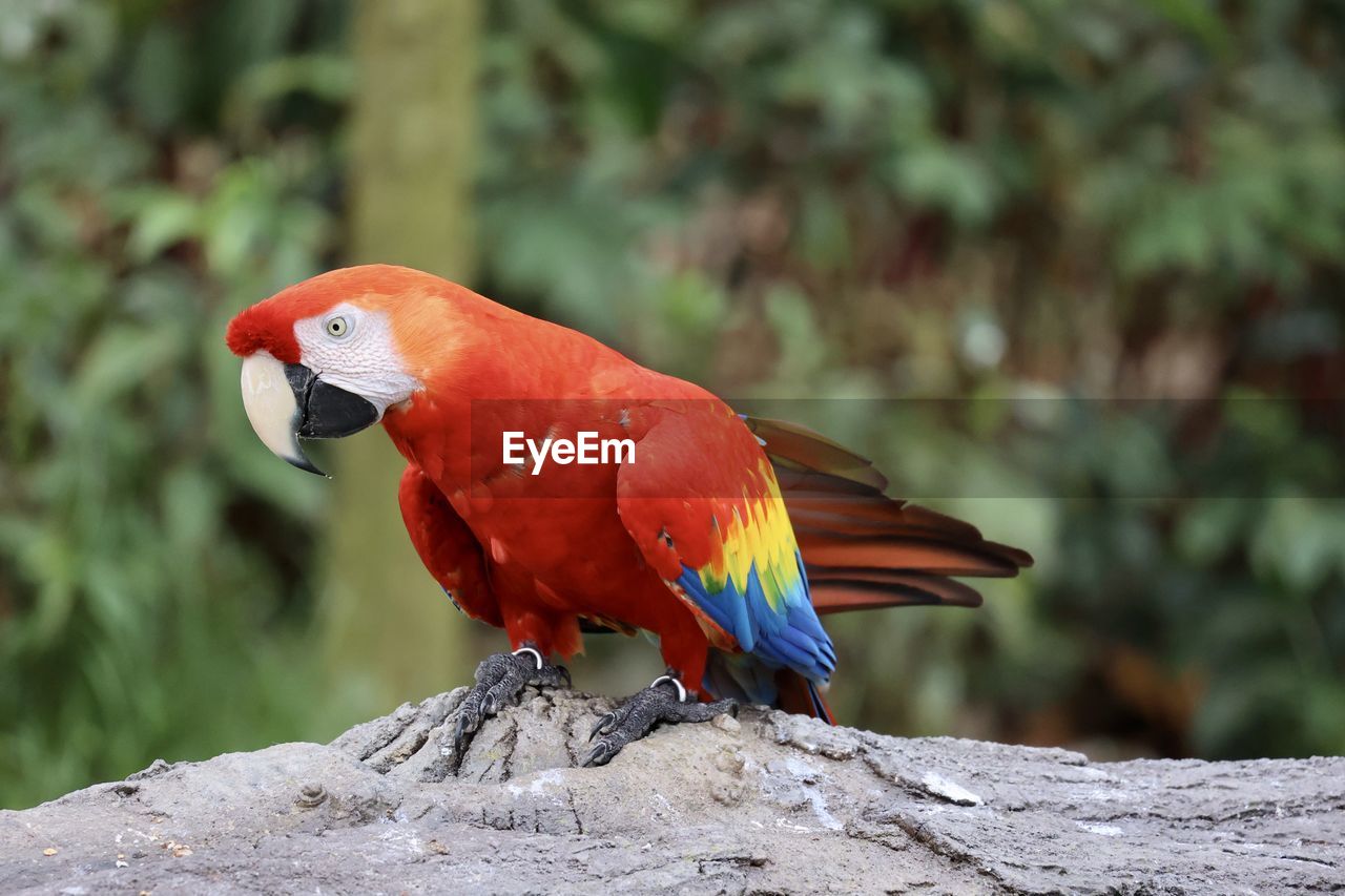 animal themes, animal, bird, pet, animal wildlife, parrot, beak, one animal, multi colored, red, wildlife, nature, perching, tropical bird, tree, feather, forest, full length, tropical climate, rainforest, animal body part, outdoors, no people, blue, scarlet macaw, environment, focus on foreground, tropical rainforest, beauty in nature