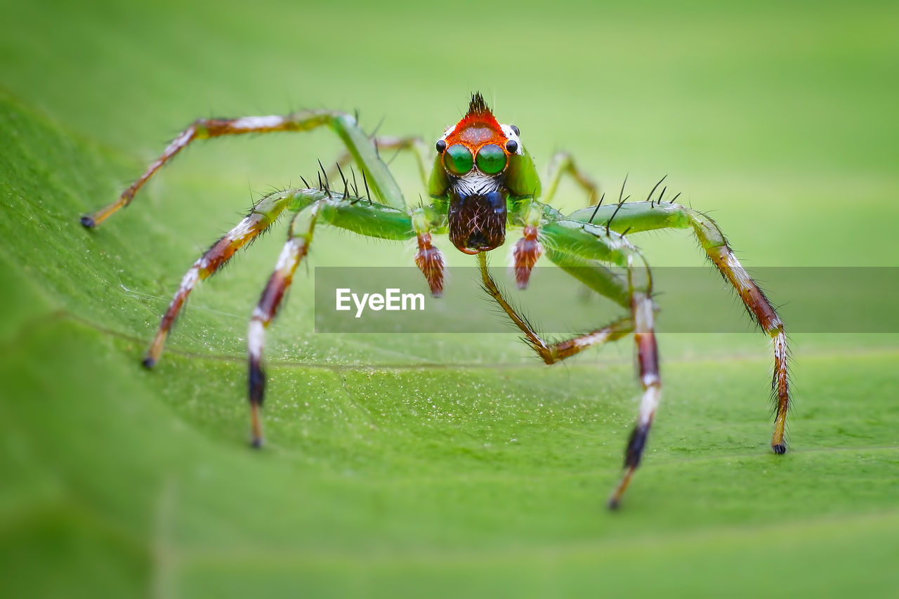 CLOSE-UP OF SPIDER ON A LEAF