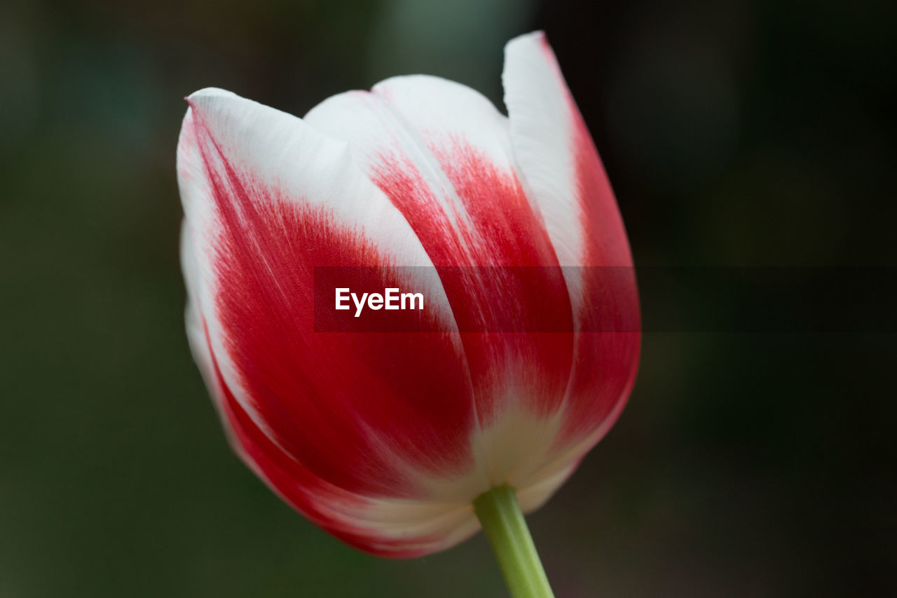 CLOSE-UP OF RED ROSE