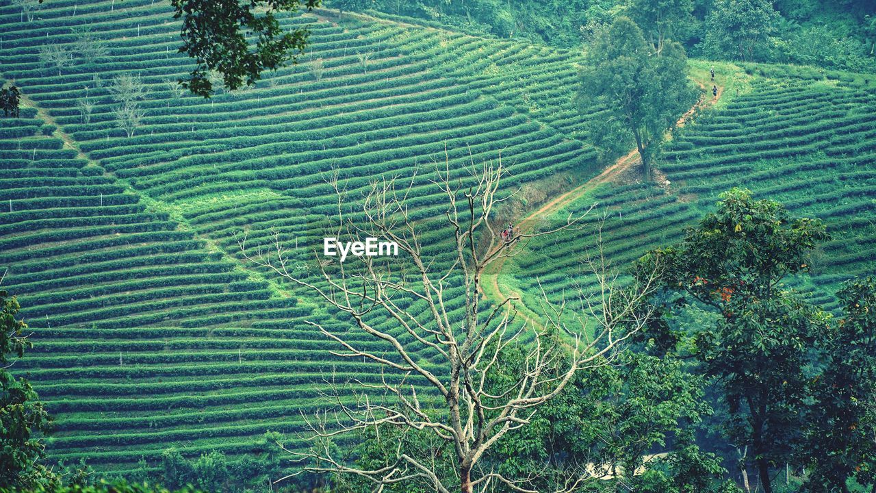 HIGH ANGLE VIEW OF RICE PADDY