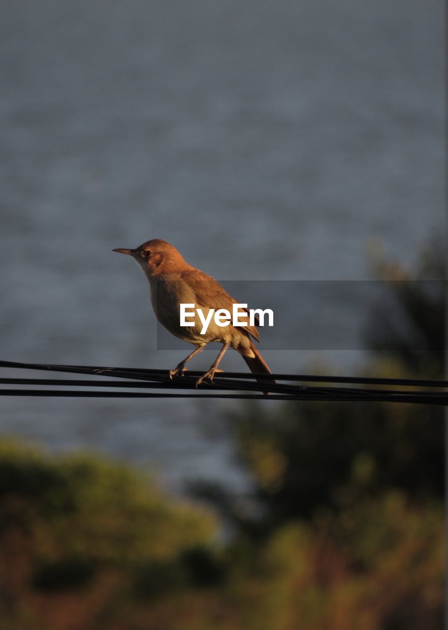 Close-up of bird perching on cable